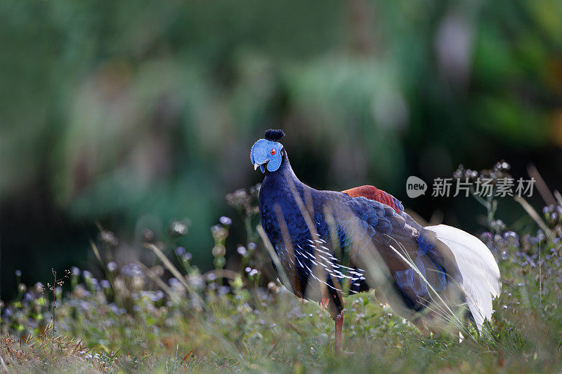 成年雄性凤头火貂(Lophura ignita)